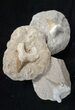 Clearance Lot - Fossil Otodus Shark Teeth in Rock - Pieces #215436-1